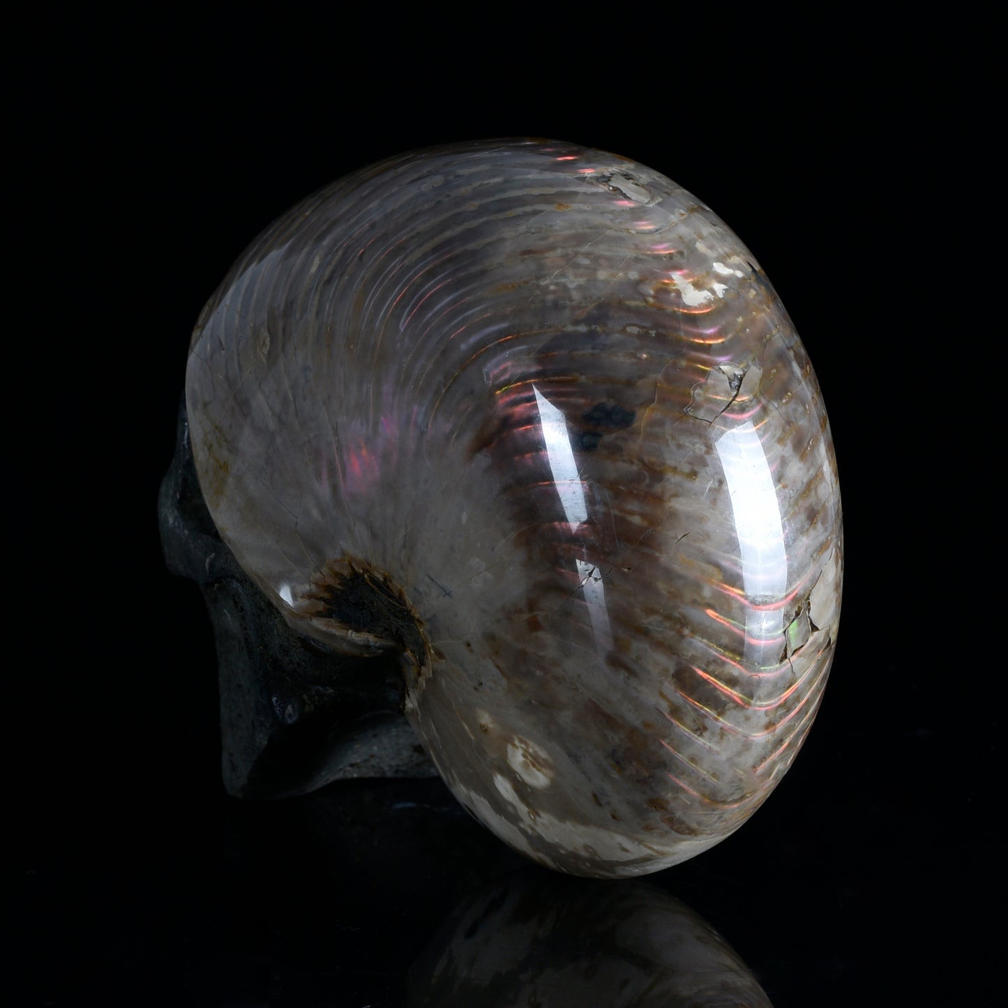 ‘Ocean’s Memory’ - Iridescent Ammonite Fossil with Carved Skull · Specimen No. 20