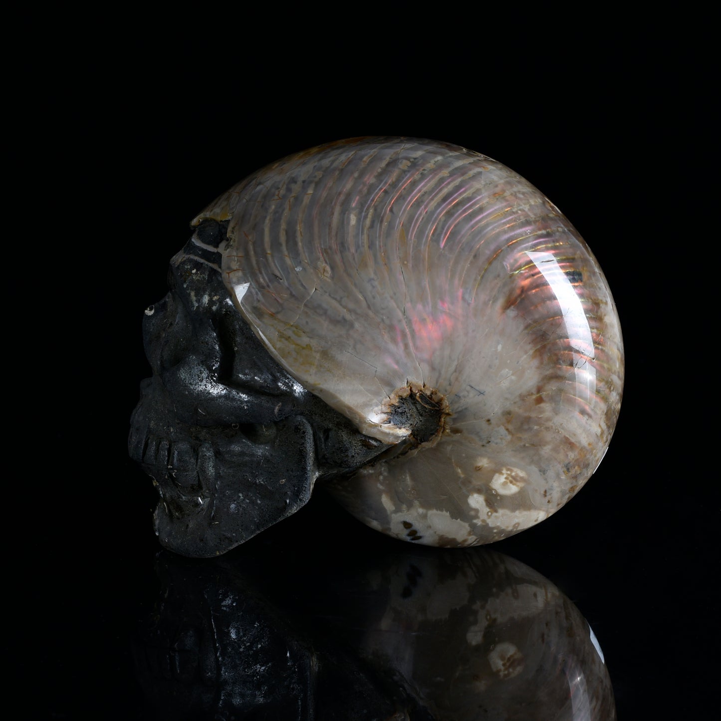 ‘Ocean’s Memory’ - Iridescent Ammonite Fossil with Carved Skull · Specimen No. 20