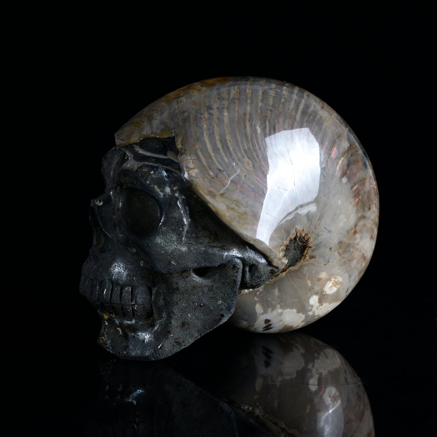‘Ocean’s Memory’ - Iridescent Ammonite Fossil with Carved Skull · Specimen No. 20