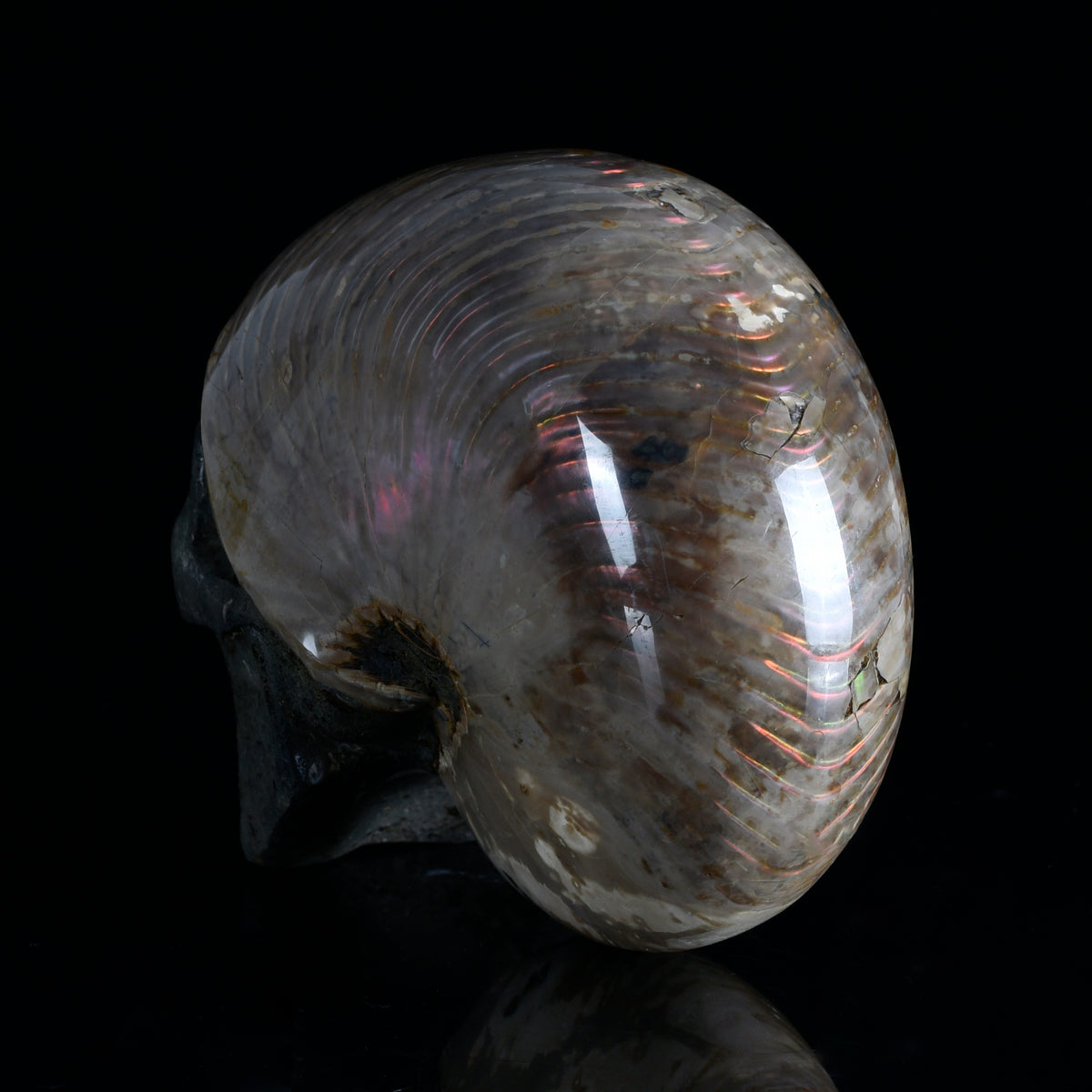 Additional view of a one-of-a-kind Ammonite Fossil fossil with carved skull sculpture