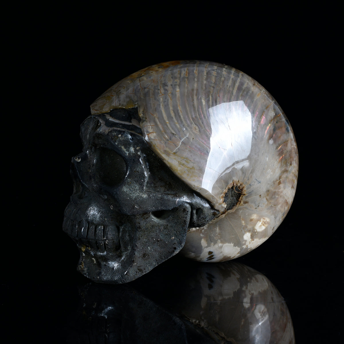 Additional view of a one-of-a-kind Ammonite Fossil fossil with carved skull sculpture
