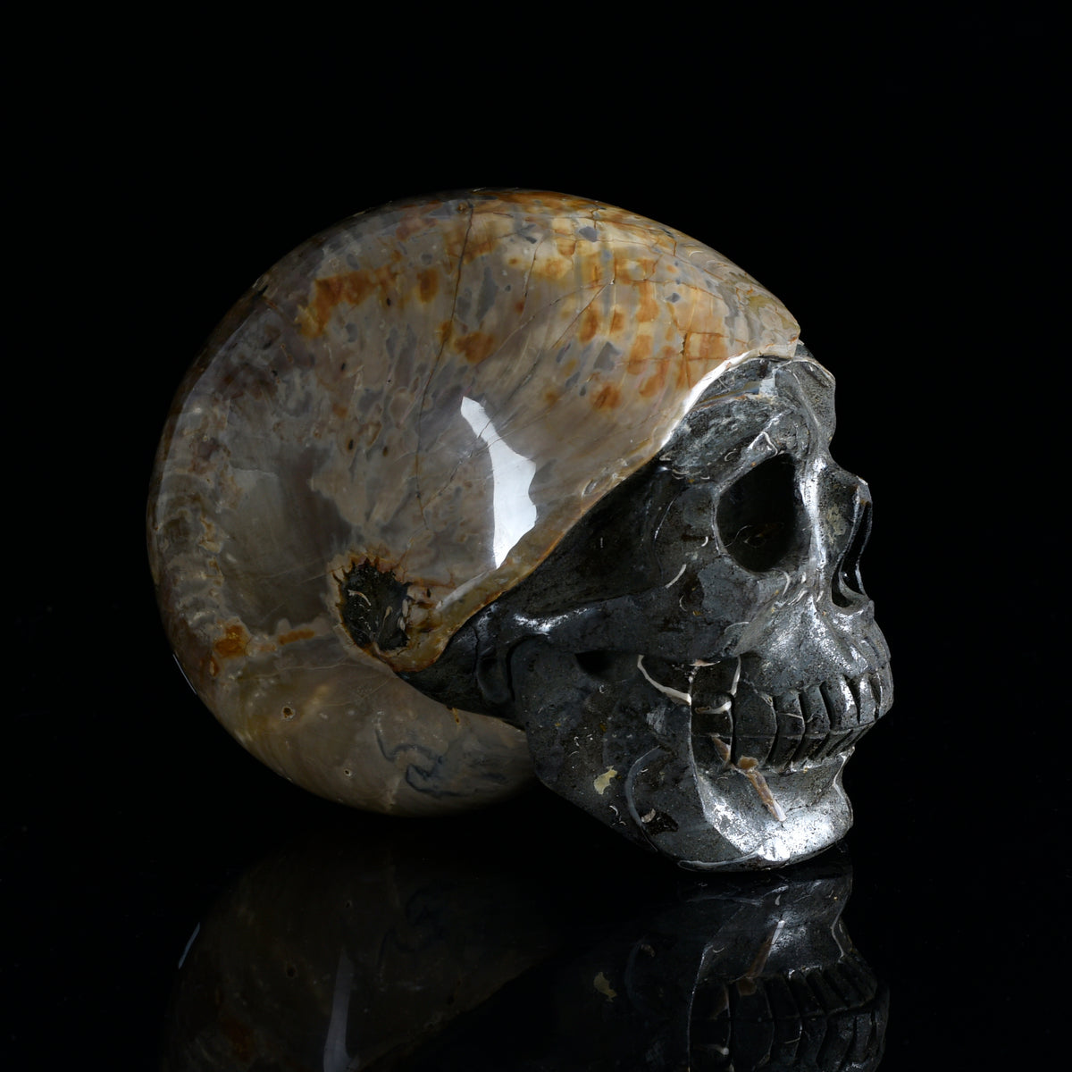 Additional view of a one-of-a-kind Ammonite Fossil fossil with carved skull sculpture